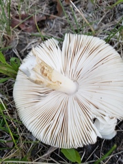 Amanita populiphila