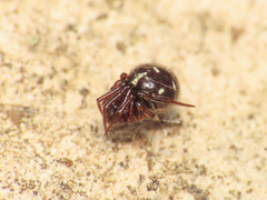 Crustulina scabripes