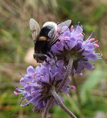 Eristalis intricaria