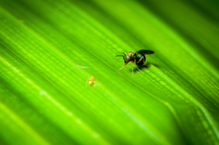 Orasema costaricensis
