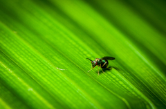 Orasema costaricensis