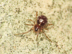Crustulina scabripes