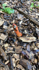 Phallus rugulosus