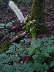 Actaea podocarpa