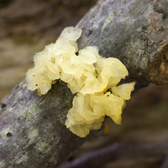Tremella fuciformis