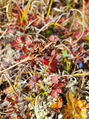 Carex simpliciuscula