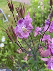 Aquilegia vulgaris