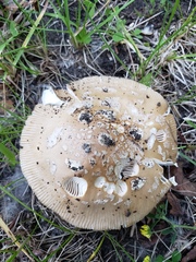 Amanita populiphila
