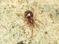 Crustulina scabripes