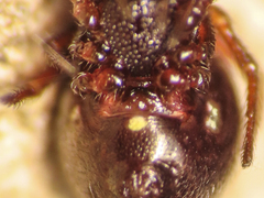 Crustulina scabripes