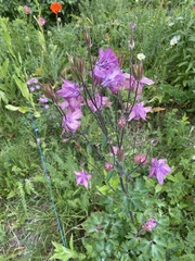 Aquilegia vulgaris