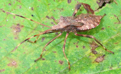 Acanthocephala
