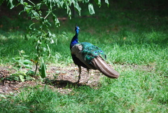 Pavo