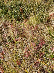 Carex simpliciuscula