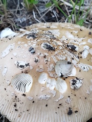 Amanita populiphila
