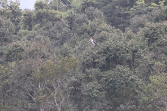 Leptoptilos javanicus