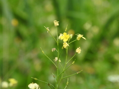 Bunias erucago