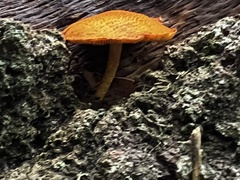 Flammulaster erinaceellus