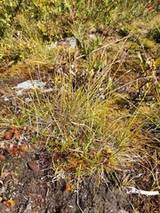 Carex simpliciuscula