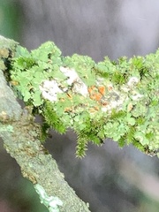Phaeophyscia rubropulchra