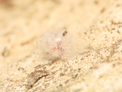 Crustulina scabripes