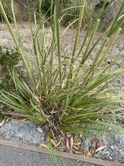 Cortaderia jubata