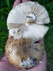 Amanita populiphila