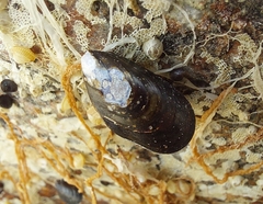 Mytilus trossulus