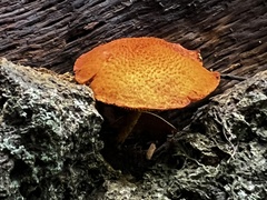 Flammulaster erinaceellus