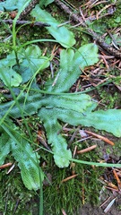 Conocephalum conicum