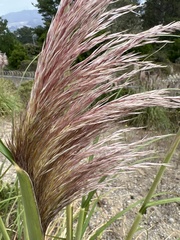 Cortaderia jubata
