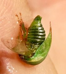 Spissistilus festinus