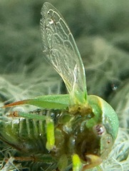 Spissistilus festinus