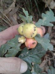 Andricus quercustozae