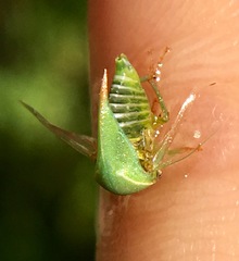 Spissistilus festinus