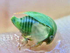 Spissistilus festinus