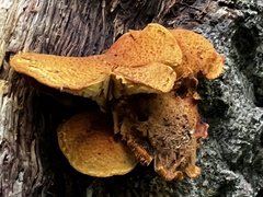 Flammulaster erinaceellus