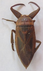 Lethocerus collosicus