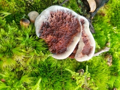 Hydnellum peckii