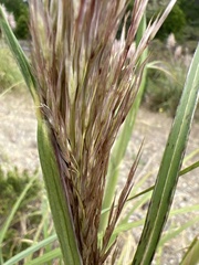 Cortaderia jubata