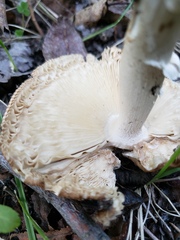 Amanita populiphila