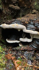 Fomitopsis pinicola
