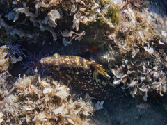Epinephelus marginatus