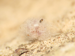 Crustulina scabripes