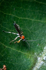 Ichneumonoidea