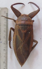 Lethocerus collosicus