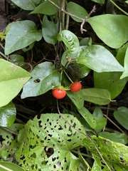 Lycianthes lenta