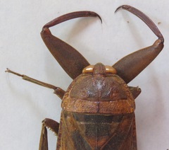 Lethocerus collosicus