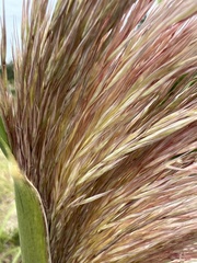 Cortaderia jubata