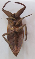 Lethocerus collosicus